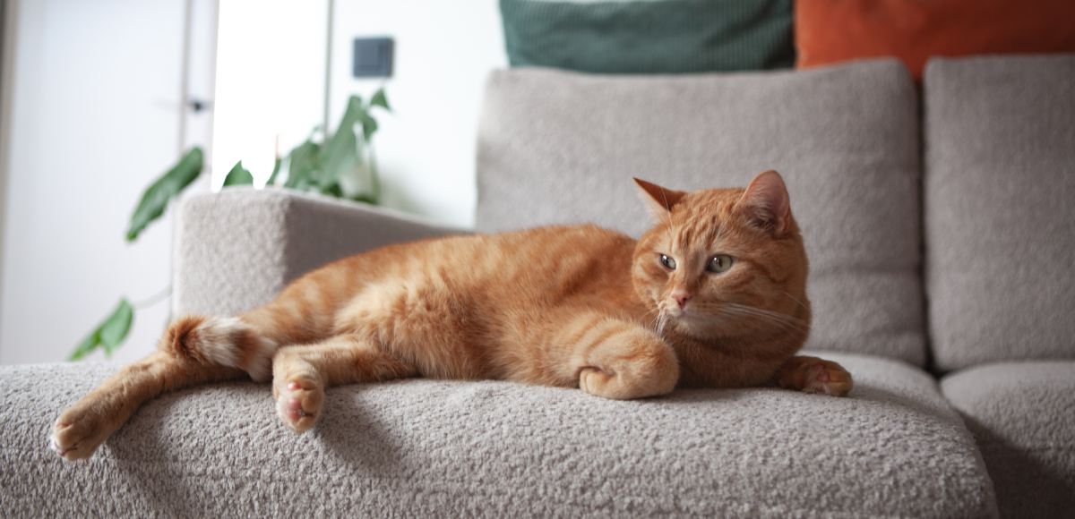 Gato naranja tumbado en el sofá del salón