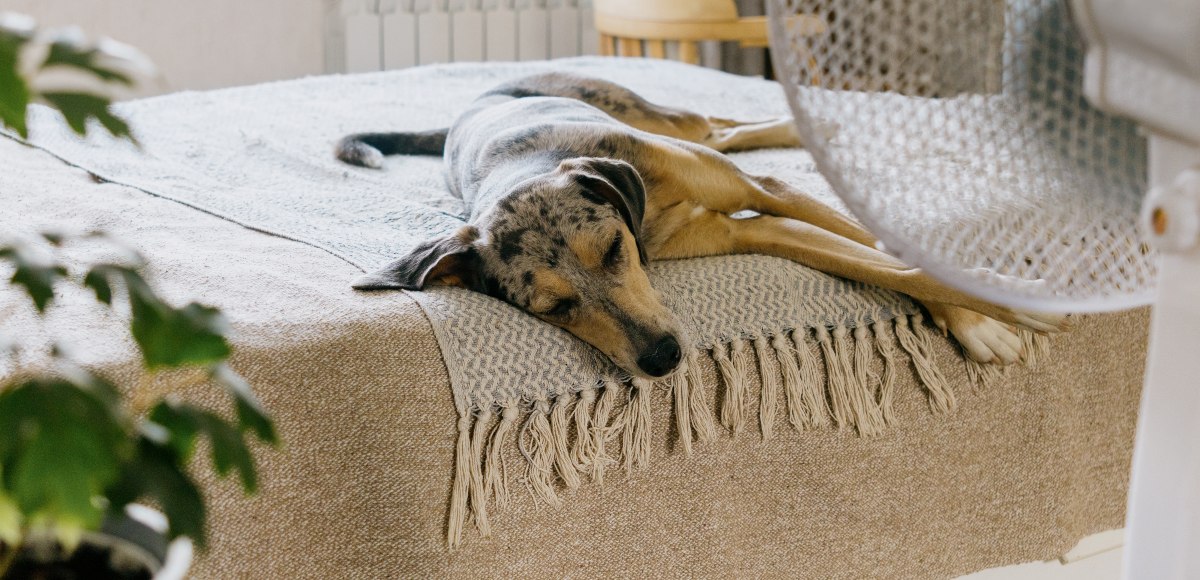 Perro grande tumbado sobre la cama en la habitación