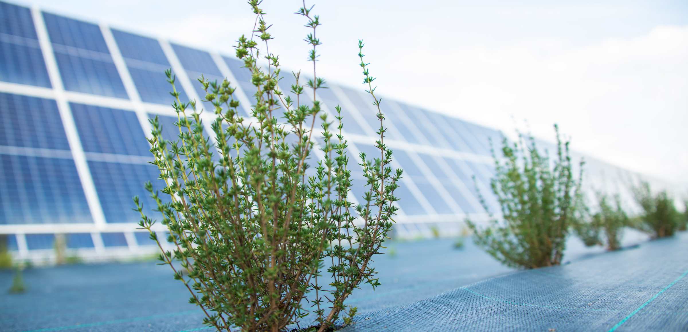 Planta solar de Totana (Murcia)