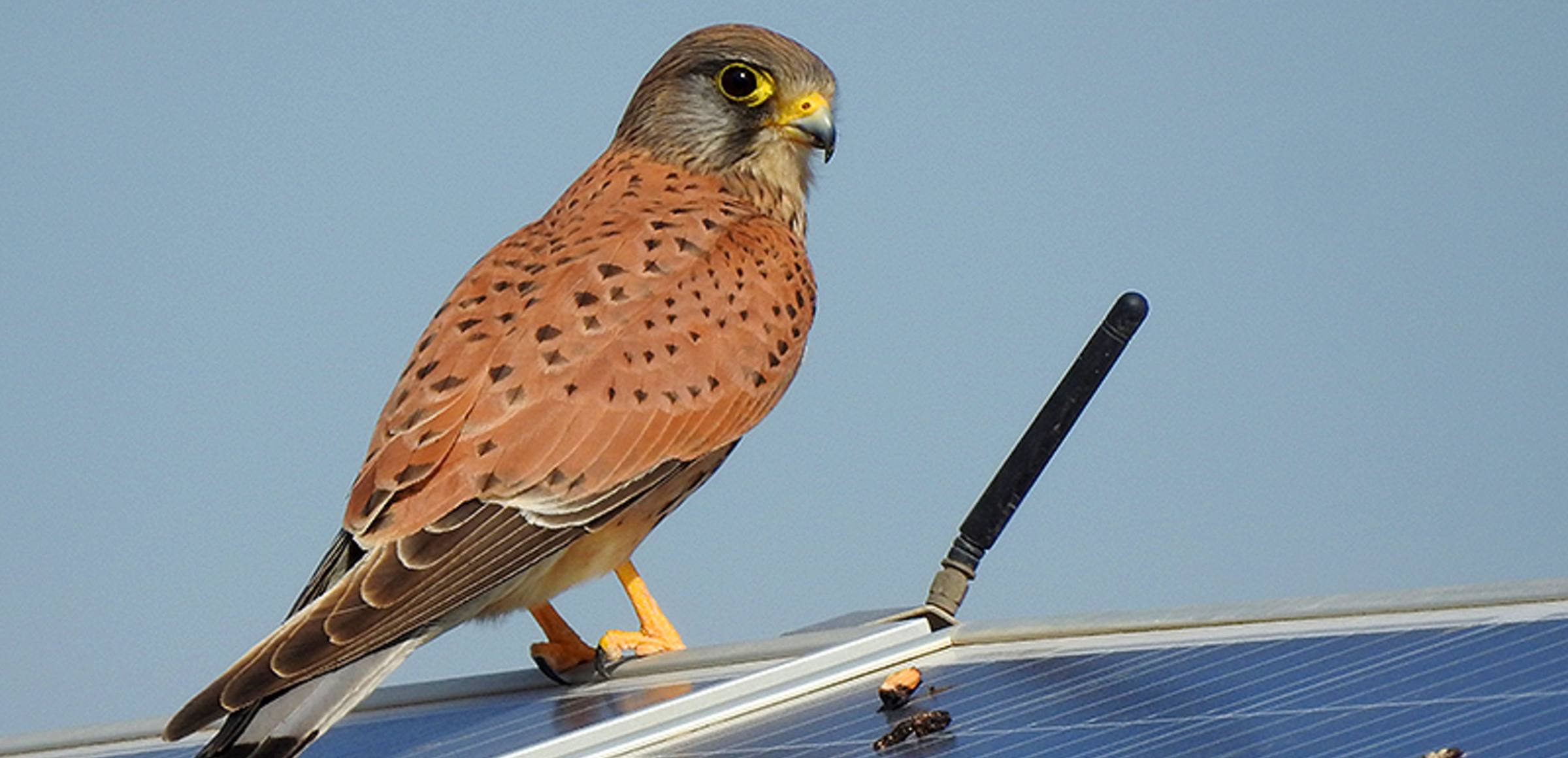 ave en un panel solar