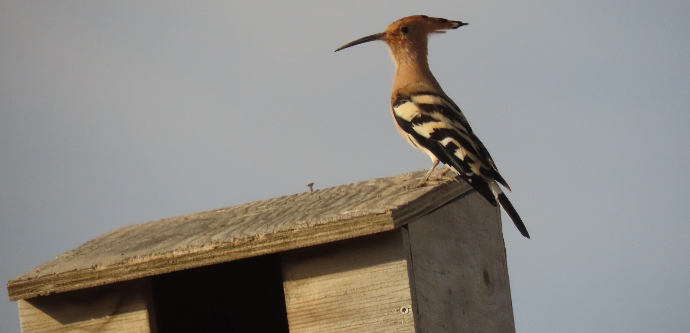 ave en una planta solar de Murcia