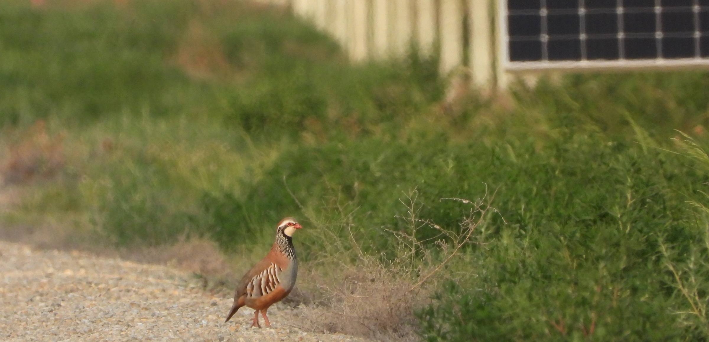 avifauna y paneles solares