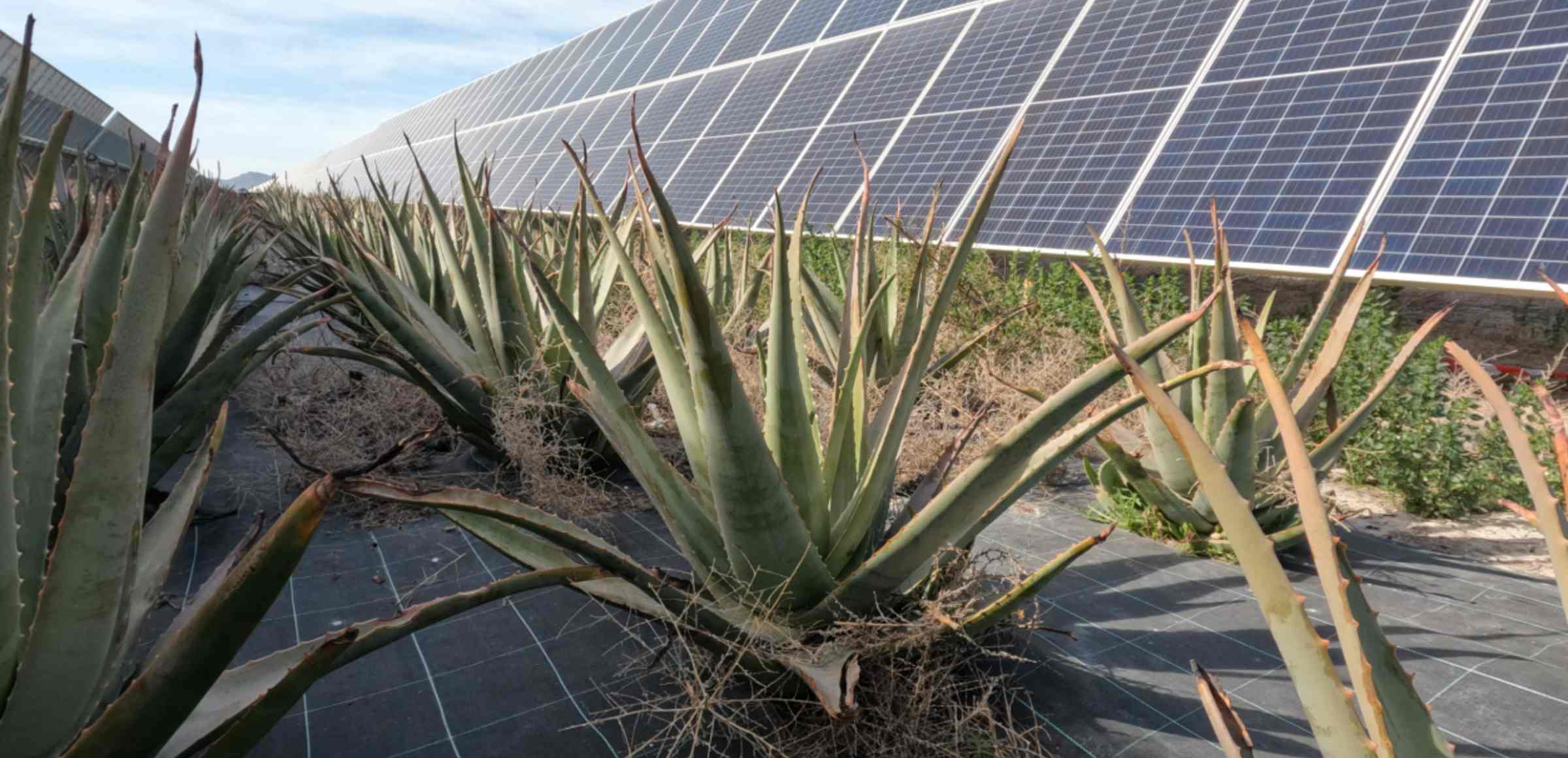 Aloe veras Totana (Murcia)