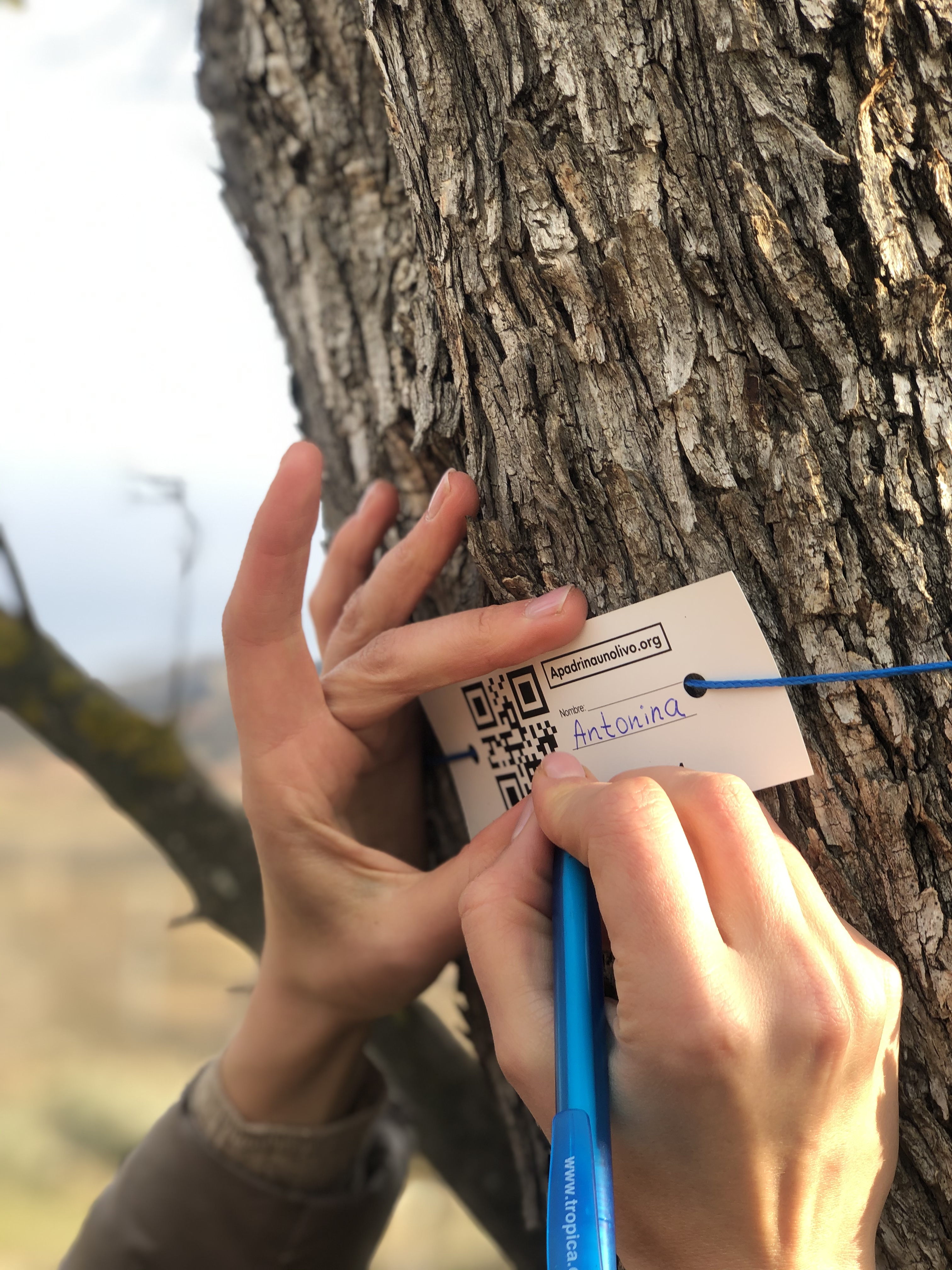 Etiquetado del olivo.