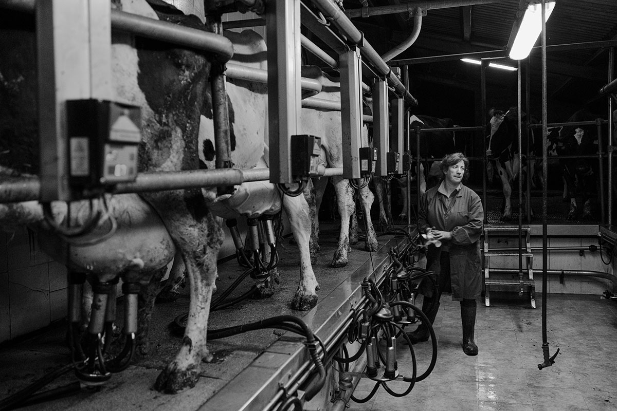 Mari Fe Reñadoiro prepara a sus vacas para ser ordeñadas en su Explotacion de Leche SC.